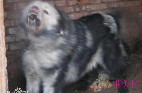 最凶猛的狗_世界上最凶猛的狗排名,比特犬数分钟咬死藏獒 视频 探秘志