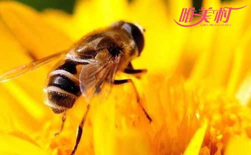 被蜜蜂蛰了最好的处理方法是什么