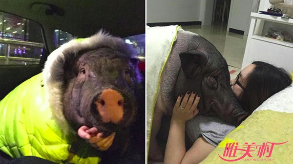 女子与猪同床4年