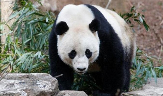 旅美熊猫启程回国
