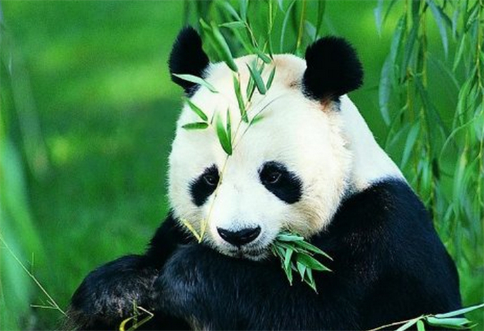 熊猫觅食啃食山羊