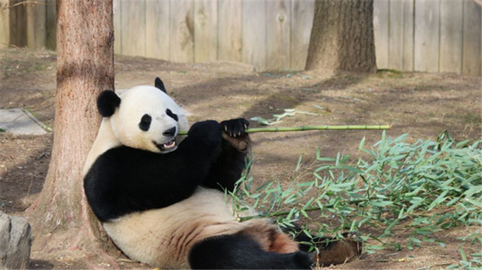 旅美熊猫回国