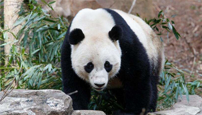 旅美熊猫回国