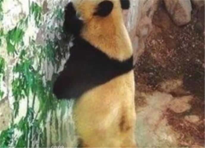 熊猫瘦成皮包骨