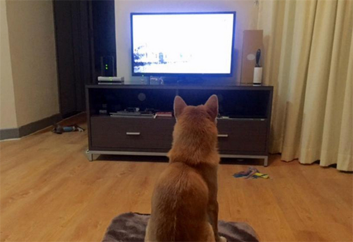 柴犬爱看电视走红