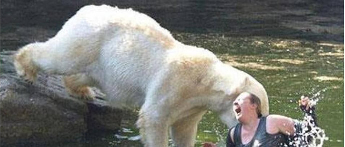 北极熊逃出被射杀