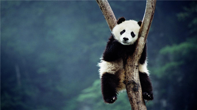 中国将建熊猫公园 将来会有更多憨态可掬的熊猫宝宝啦