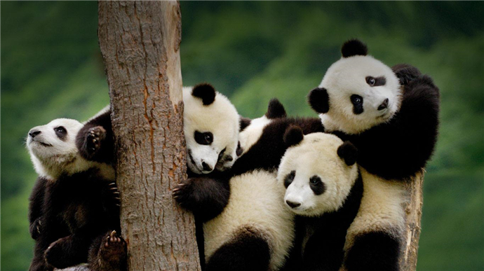 中国将建熊猫公园
