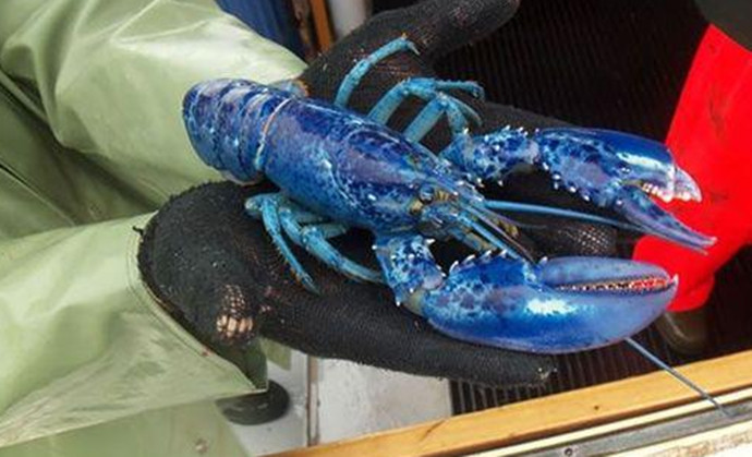 渔民捕获蓝色龙虾