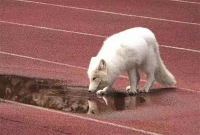 白狐闯入高中被赶跑