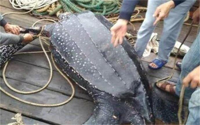 误捕300斤大海龟