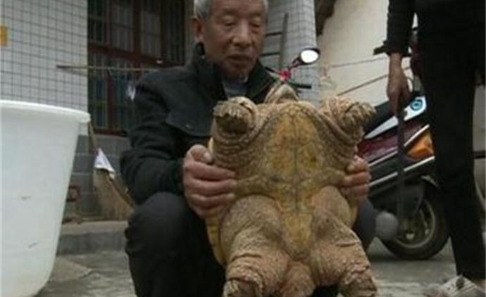 野外捡19斤乌龟