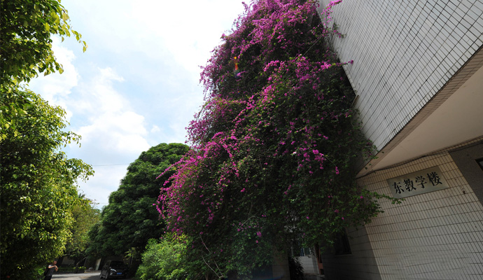 广西大学鲜花瀑布,广西大学,鲜花瀑布