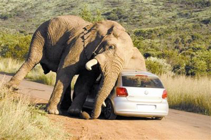 大象倒地压死猎人