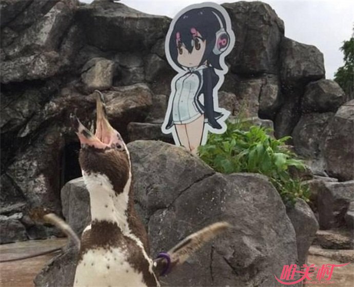 企鹅爱上动漫女孩