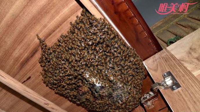 姑娘衣柜爬满蜜蜂