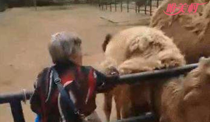 逛动物园薅骆驼毛