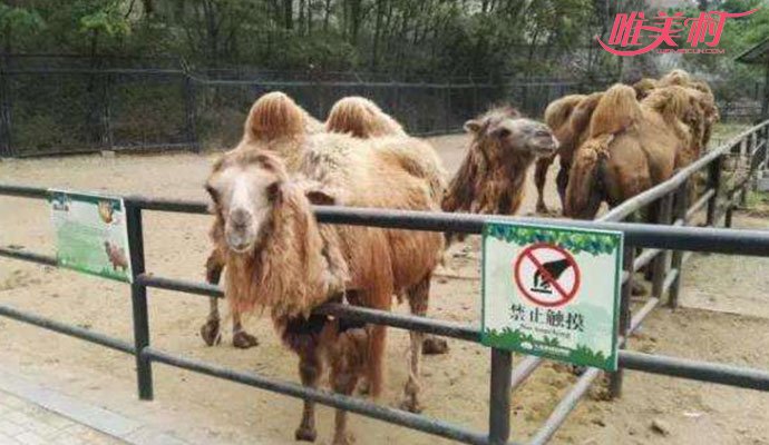 逛动物园薅骆驼毛