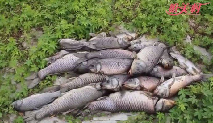 6万斤鱼缺氧死亡