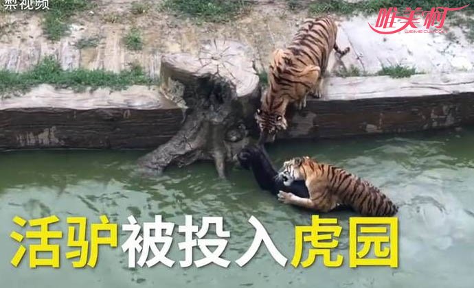 动物园将活驴投喂老虎
