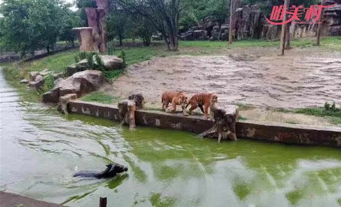 动物园将活驴投喂老虎