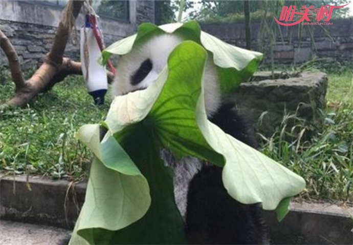 大熊猫戴绿帽子