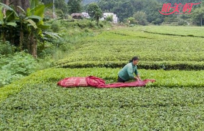 农妇采茶