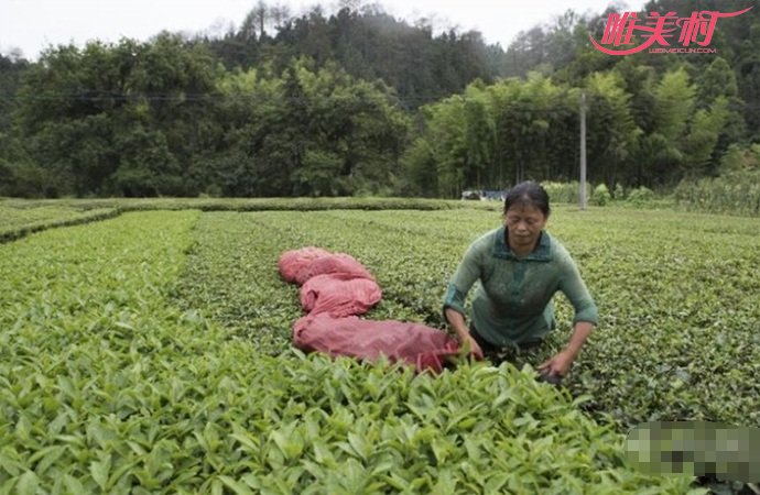 农妇采茶