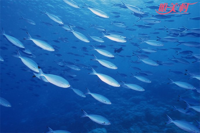 全球最大养鱼神器