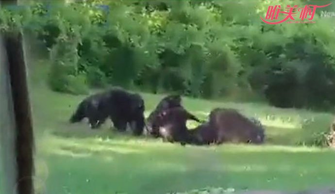 猩猩被群殴致死