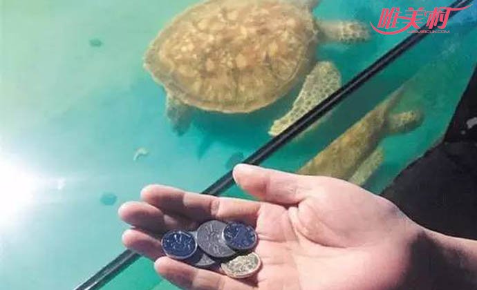 公园内海龟误吞硬币死亡