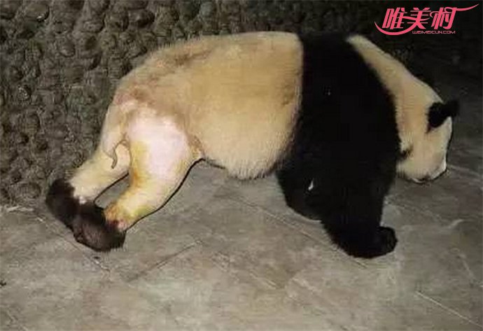 被人脱裤子的大熊猫 网友们说这熊猫也是太折
