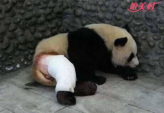 大熊猫被脱裤子