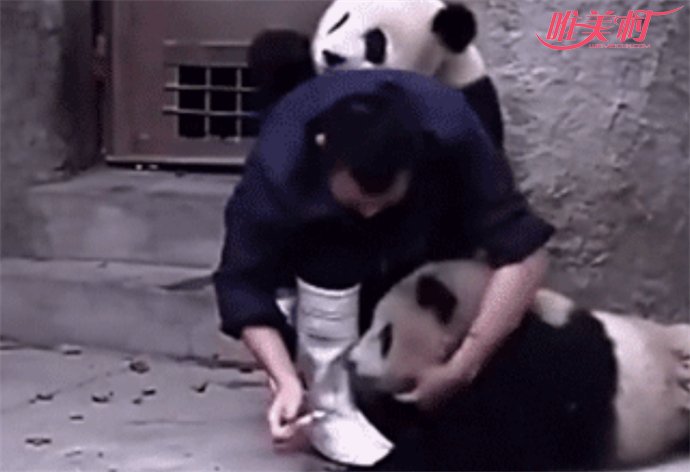 熊猫遭粗鲁对待