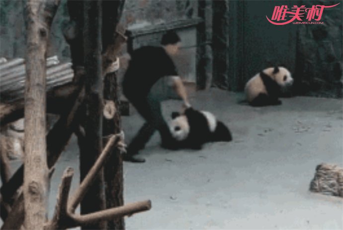 熊猫遭粗鲁对待