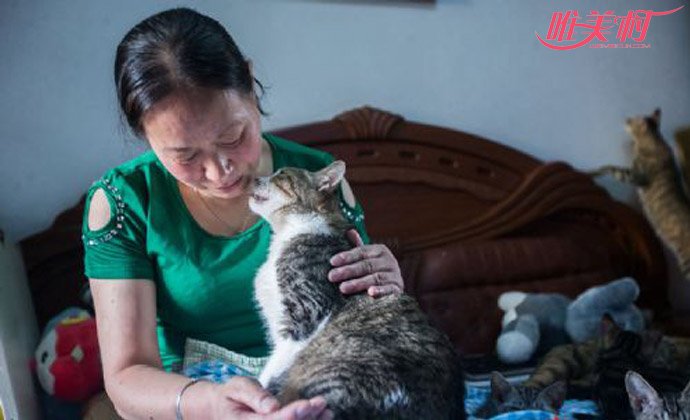 杭州阿姨养流浪猫17年