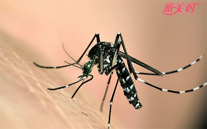 谷歌释放改造蚊子