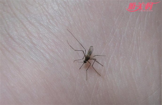 谷歌释放改造蚊子