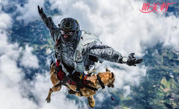 跳伞犬从4300米高空降下