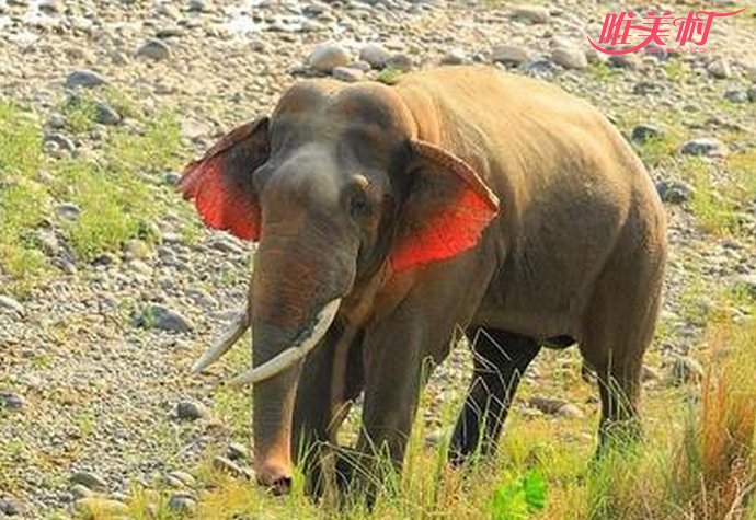 印度现红耳大象