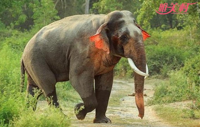 印度现红耳大象