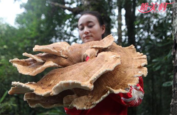 云南现神秘巨型蘑菇