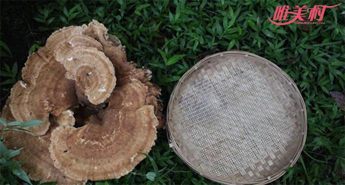 云南发现的神秘巨型蘑菇如簸箕那么大