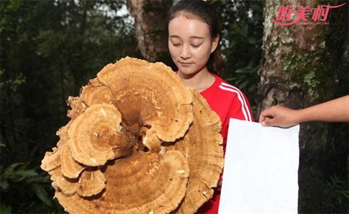云南发现的神秘巨型蘑菇