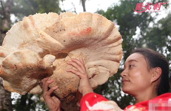 云南发现的神秘巨型蘑菇的背面