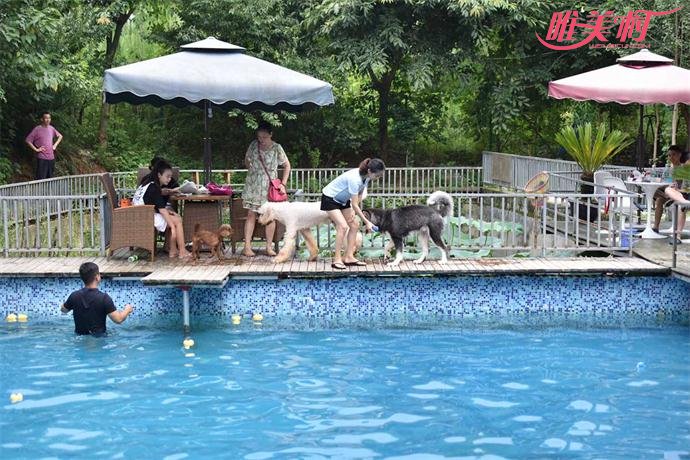 狗狗泳池