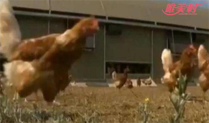毒鸡蛋的爆出导致多只鸡被杀