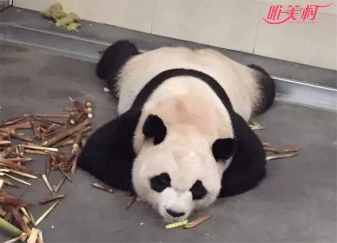 大熊猫热到怀疑人生