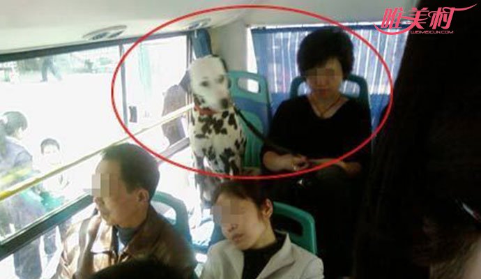 宠物狗公交坐座位