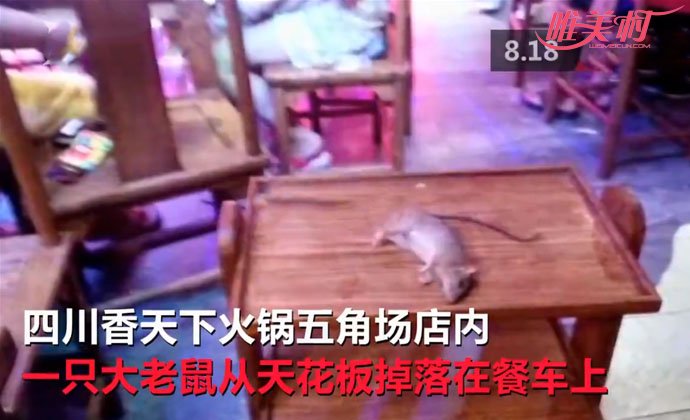 火锅店天花板掉下大老鼠
